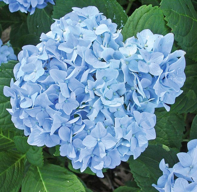 Гортензия крупнолистная 'Мини Пенни'