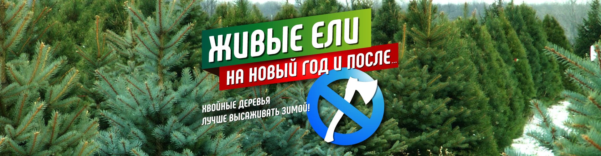 живые ели