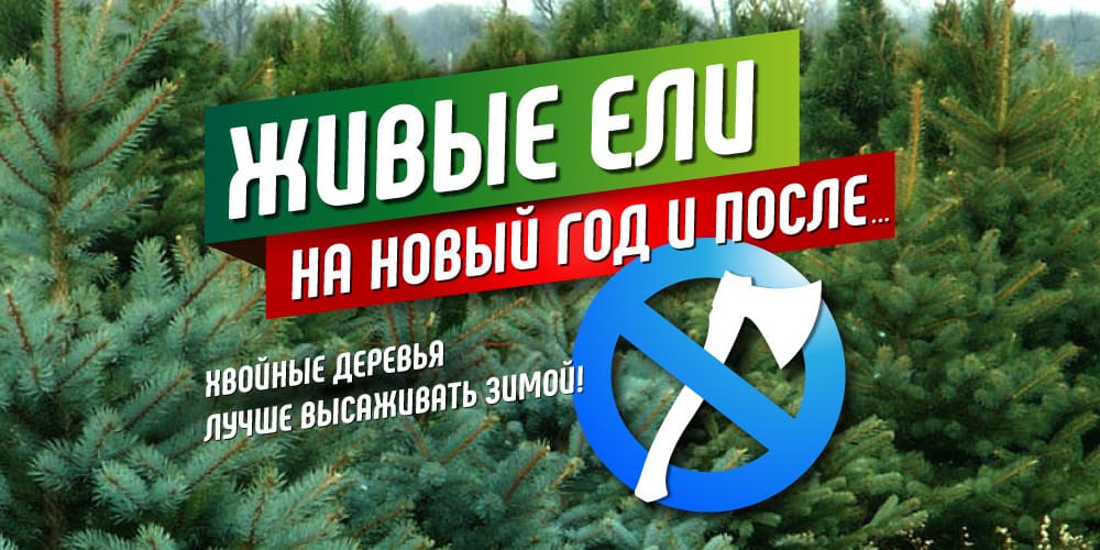 живые ели
