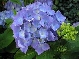 Гортензия крупнолистная 'Эрли Блю'