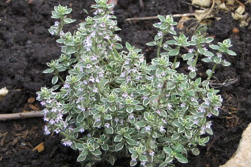 Тимьян обыкновенный 'Фаустини'