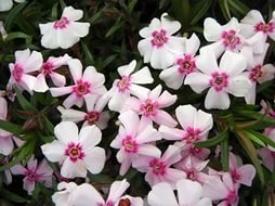 Флокс шиловидный 'Корал Ай'