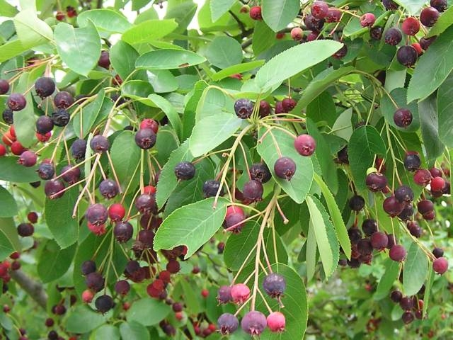 Ирга канадская (ламарка) 'Балерина'