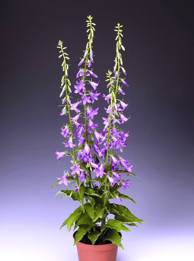 Колокольчик рапунцелевидный 'Кампбел Блю'