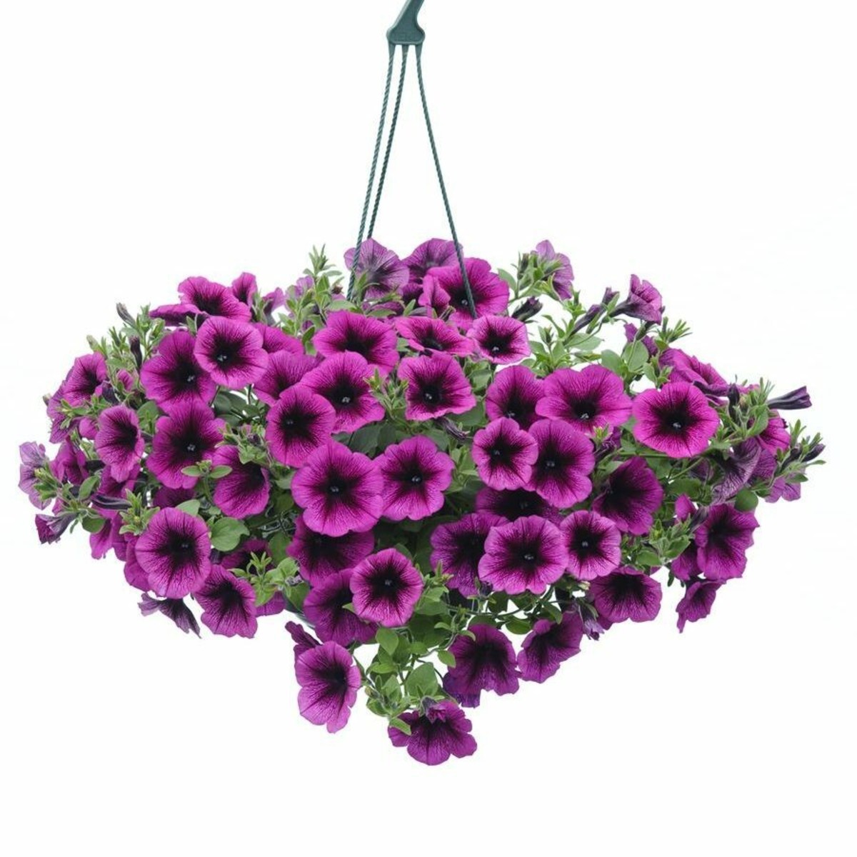 Петуния ампельная 'Эвенинг Скентейшн' (кашпо)