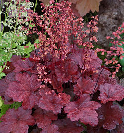 Гейхера гибридная 'Черри Кола'