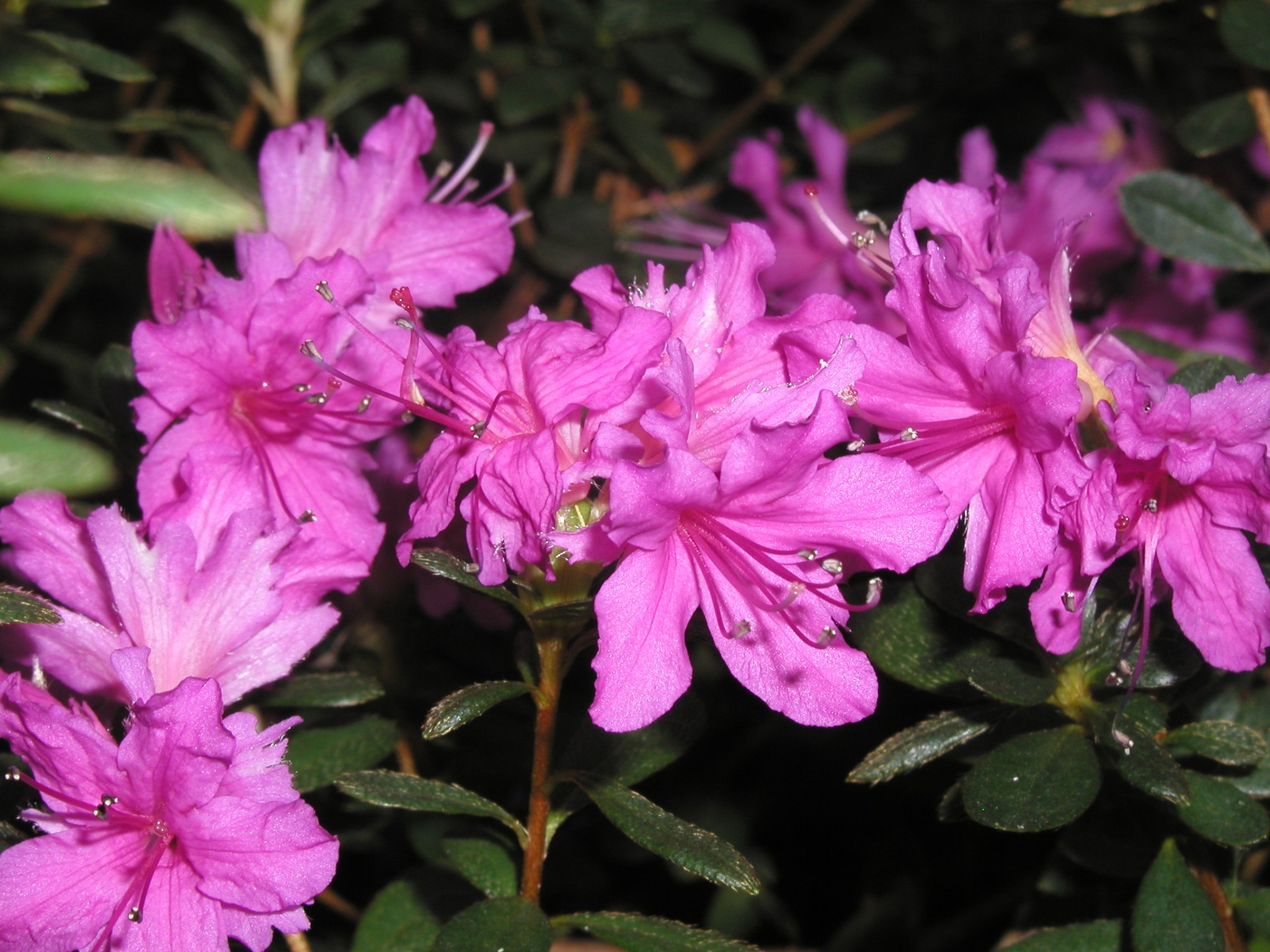 Рододендрон гибридный (азалия) 'Изуми Но Май' (лиловый)