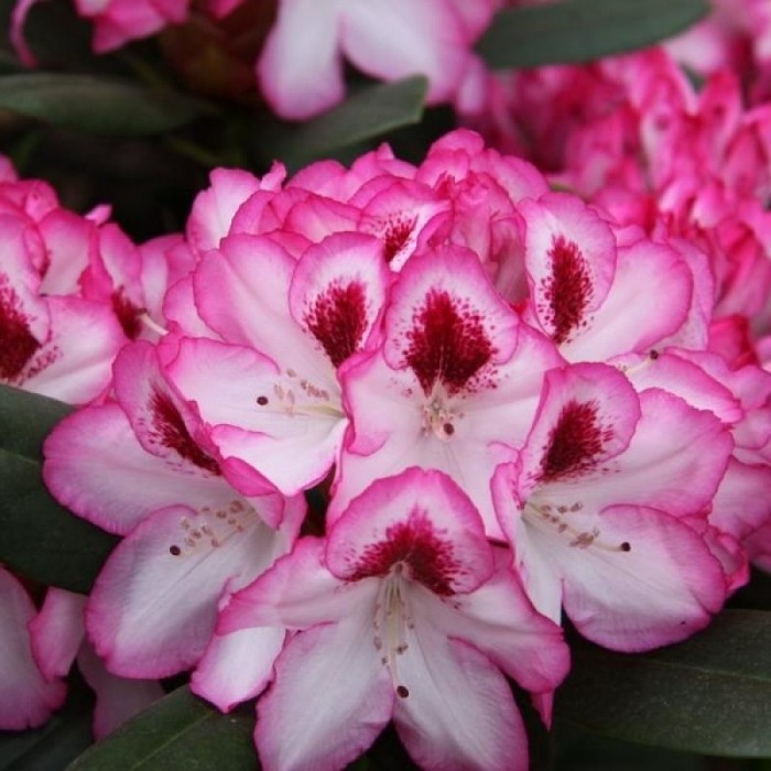 Рододендрон гибридный (вечнозеленый) 'Хахманс Фойершайн'