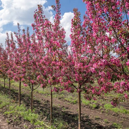 Декоративная Яблоня Фото