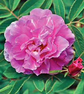 Роза 'Тереза Багнет' (парковая) (розовая)