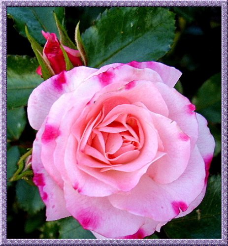 Роза 'Фердинанд Пигард' (чайно-гибридная)(розовая)