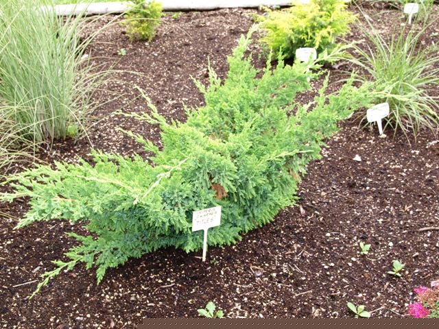 Можжевельник китайский 'Титлис'