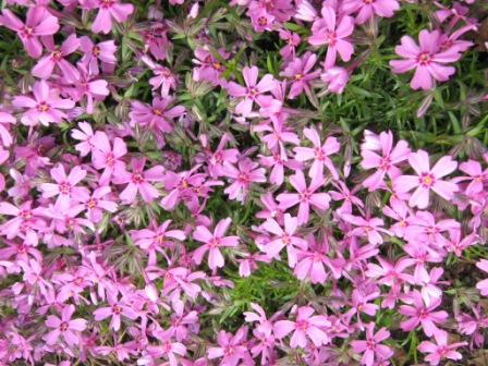 Флокс шиловидный 'Зося'