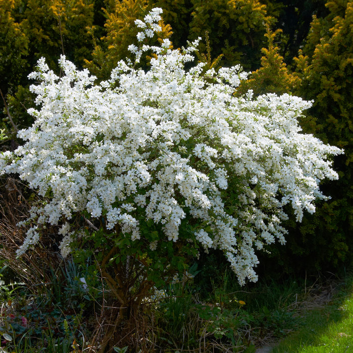 Экзохорда крупноцветковая 'Брайд'