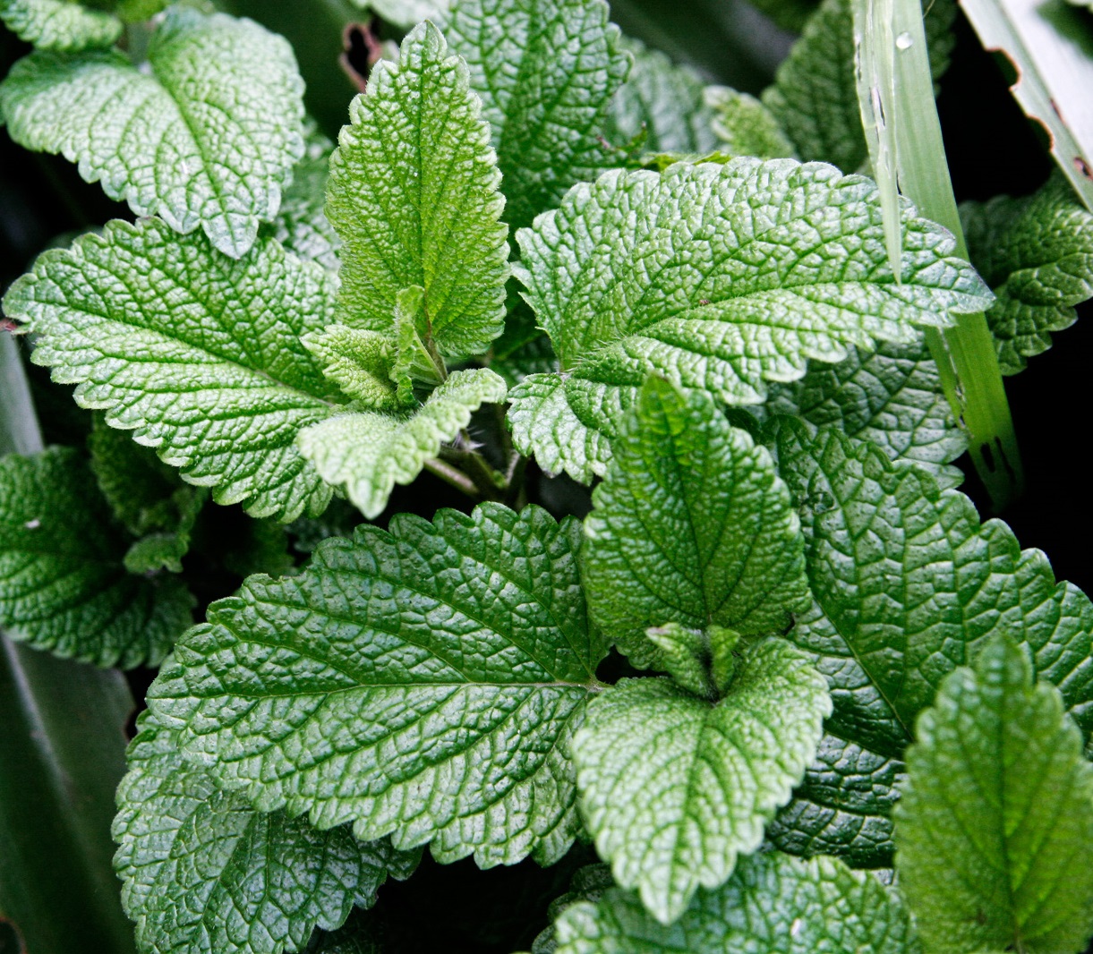 Мята 'Яблочная'