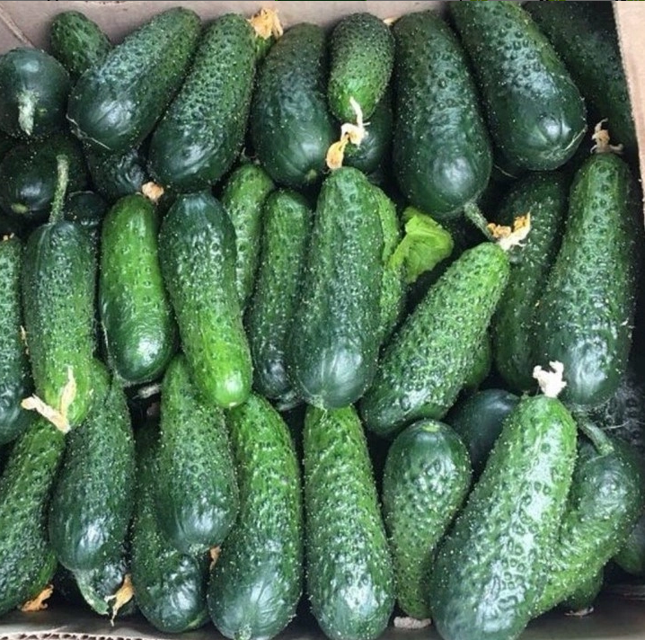 Огурец 'Мадрилене'