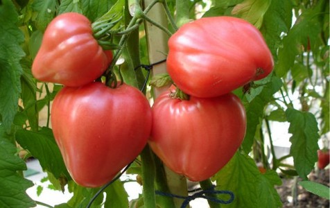 Томат 'Бычье сердце'