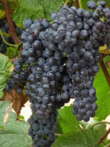 Виноград 'Амурский'