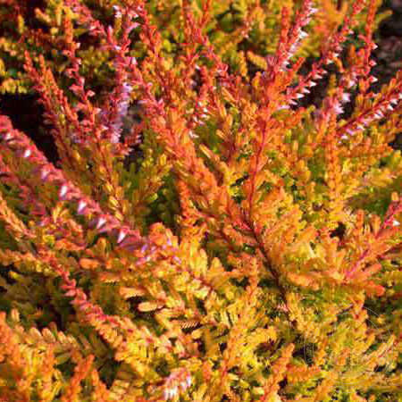 Вереск обыкновенный 'Виквар Флейм' 