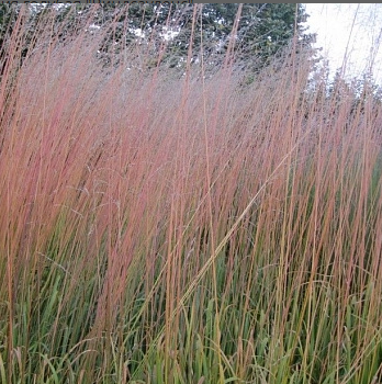 Молиния голубая "Виндсауленс"