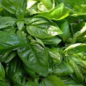 Базилик 'Стелла'