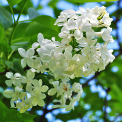 Сирень обыкновенная 'Комтесс Д' Аркур' (белая)