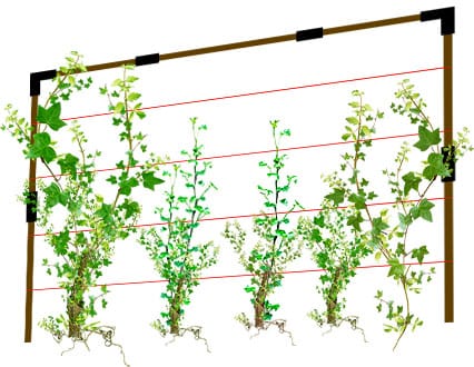 Шпалера для винограда/живая изгородь (Черняев)