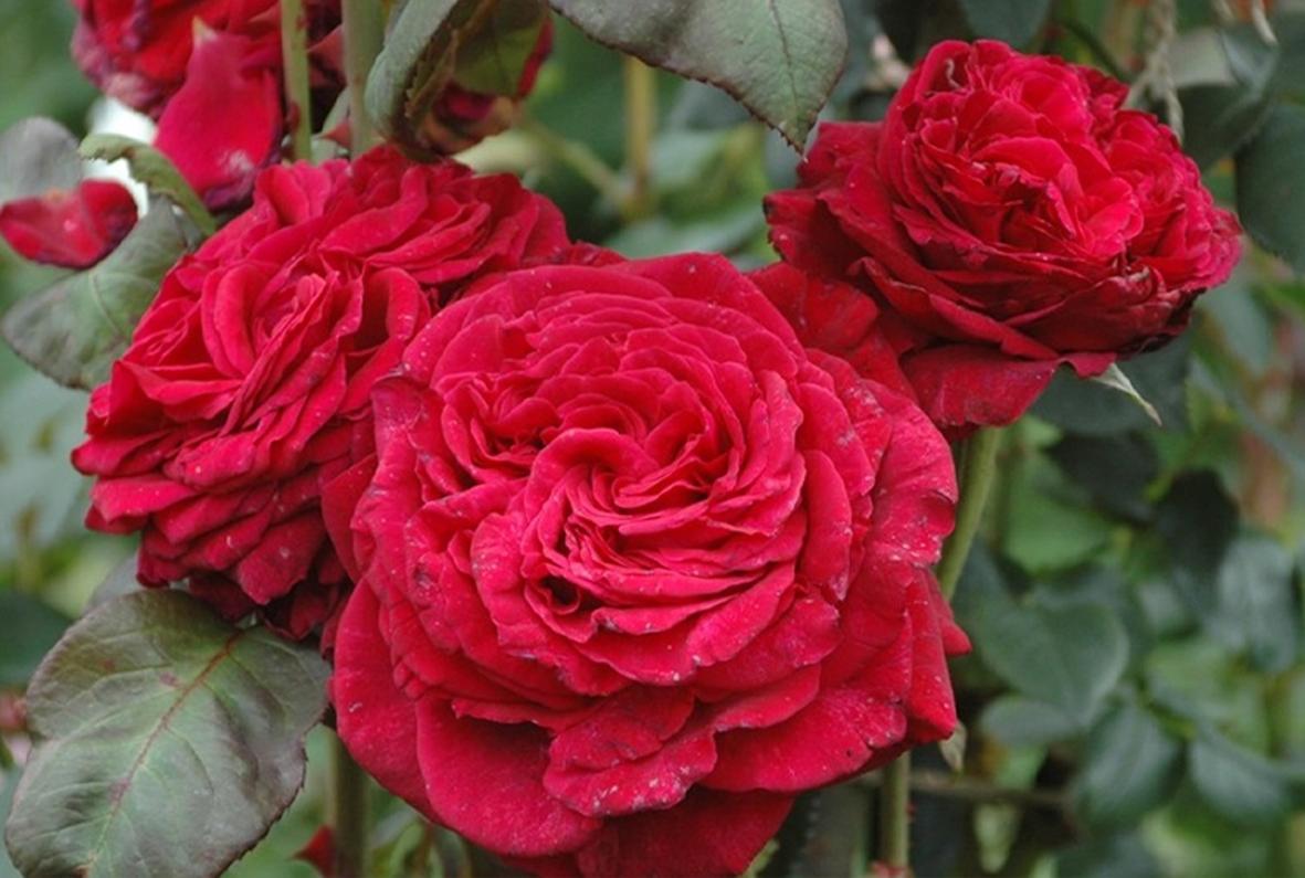 Роза 'Четырех ветров' (флорибунда) (малиново-красная) 