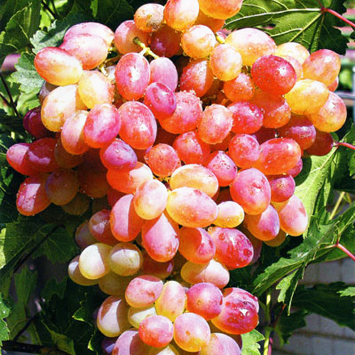 Виноград 'Розовый жемчуг'