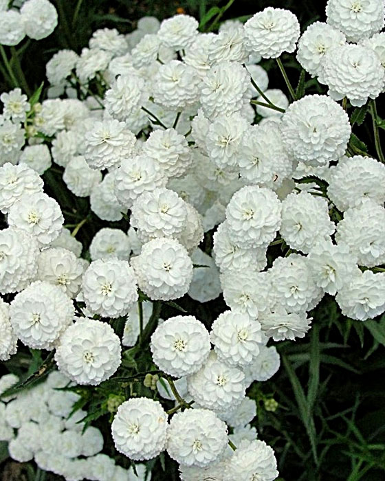 Тысячелистник птармика 'Ноблесс'