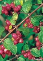 Снежноягодник Хенаульта