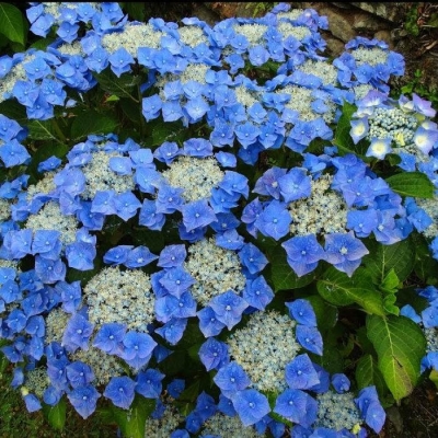 Гортензия крупнолистная 'Блаумайз'