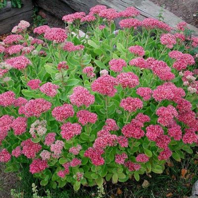 Седум видный (Очиток) 'Бриллиант'