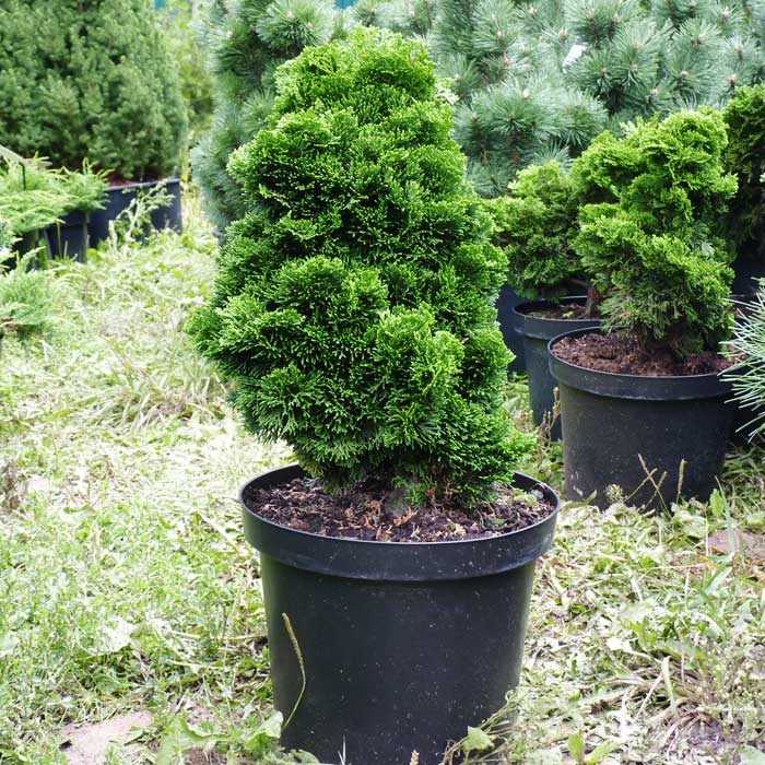 Кипарисовик тупой 'Нана Грацилис'