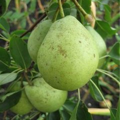 Груша 'Скороспелка'