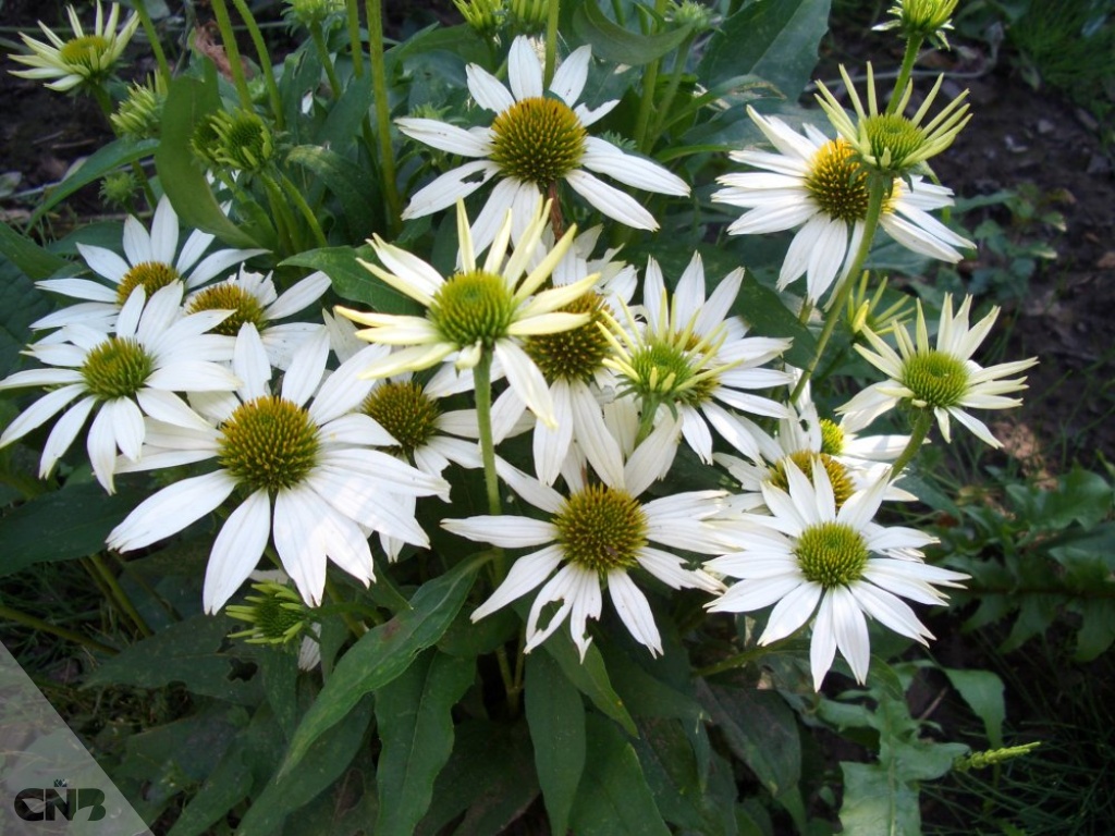 Эхинацея пурпурная 'Кимс Муфид'