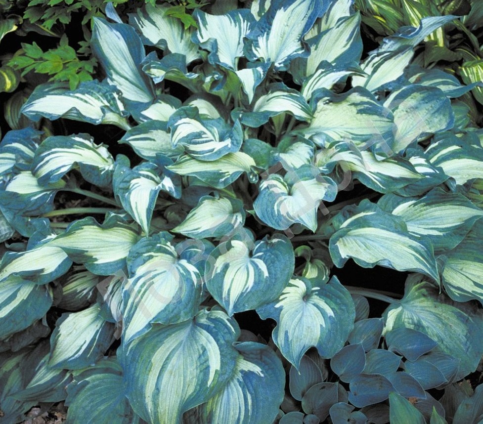 Хоста гибридная (вздутая, волнистая) 'Гардиан Энжел'