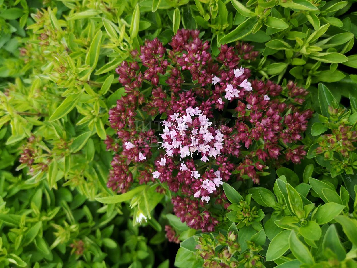 Душица обыкновенная 'Хот энд Спайси'