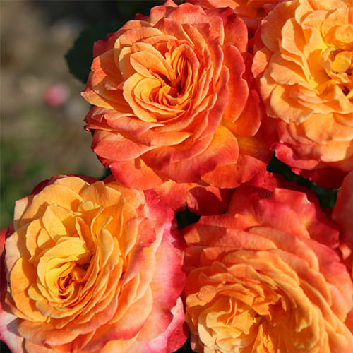 Роза 'Метеор' (флорибунда) (огненно-оранжево-красная)