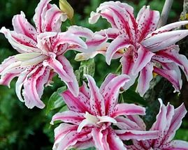 Лилия 'Меджик Стар' (махровая бело - розовая)