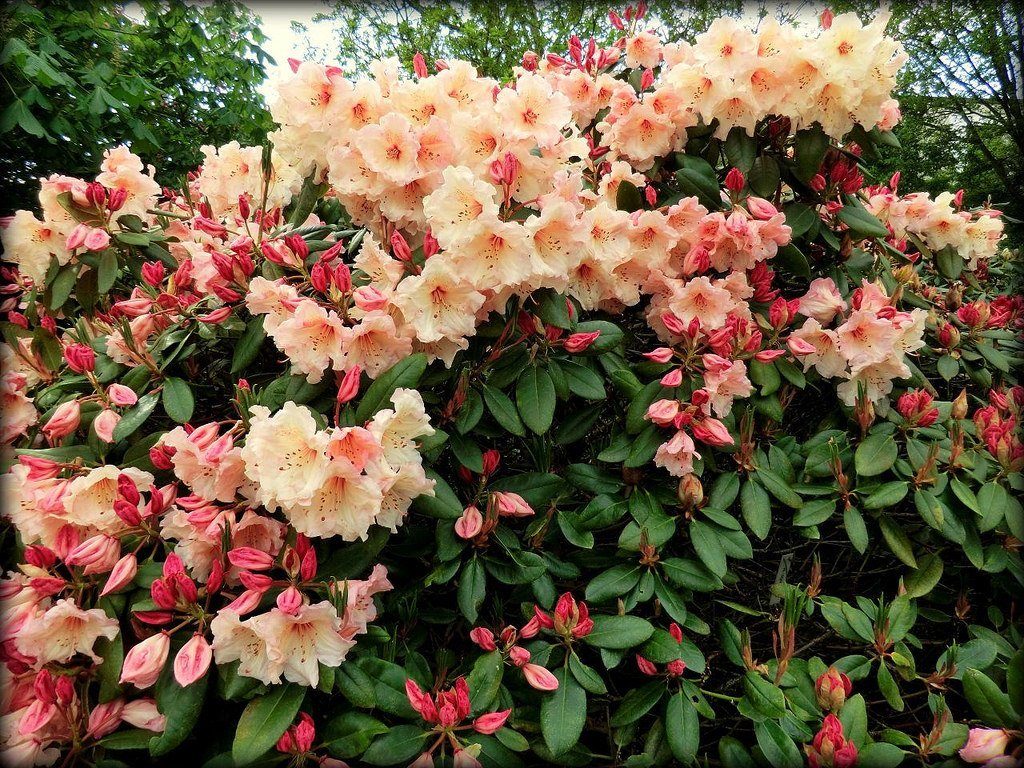 Рододендрон гибридный (азалия) 'Вирджиния Ричард' (персиковый)