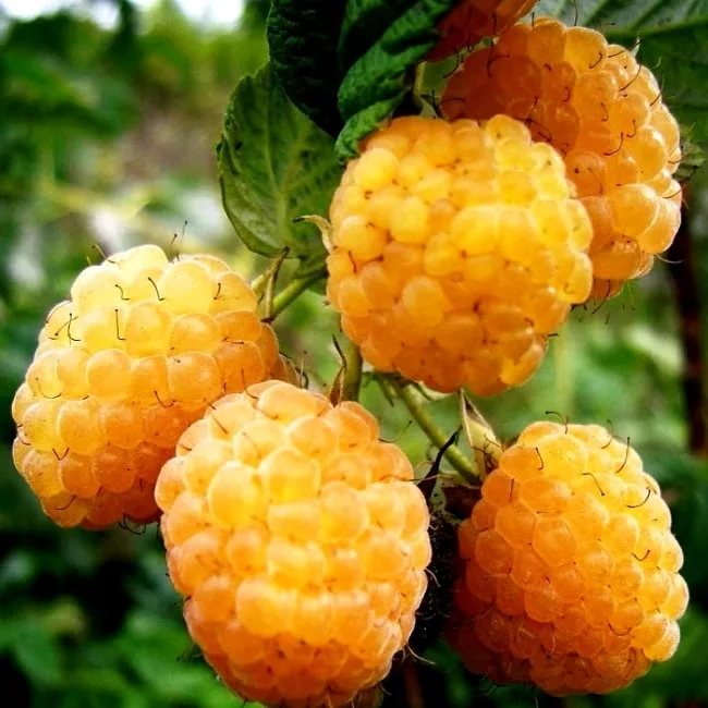 Малина 'Беглянка'