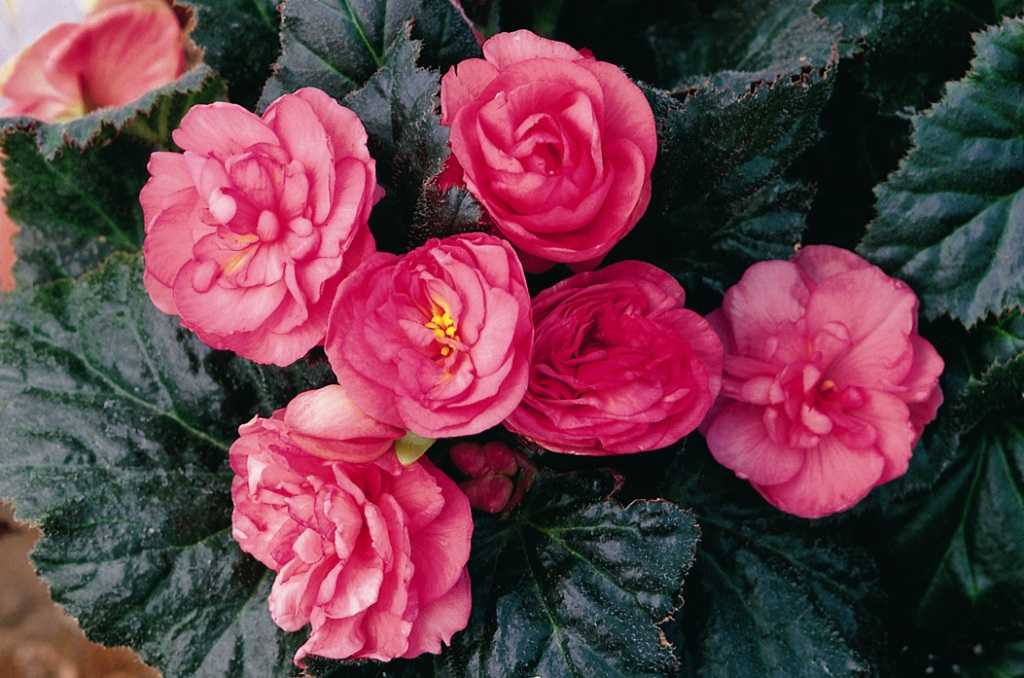 Многолетник Клубень Бегония