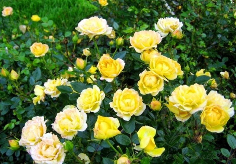 Роза 'Еллоу Фейри' (полиантовая) (желтая)