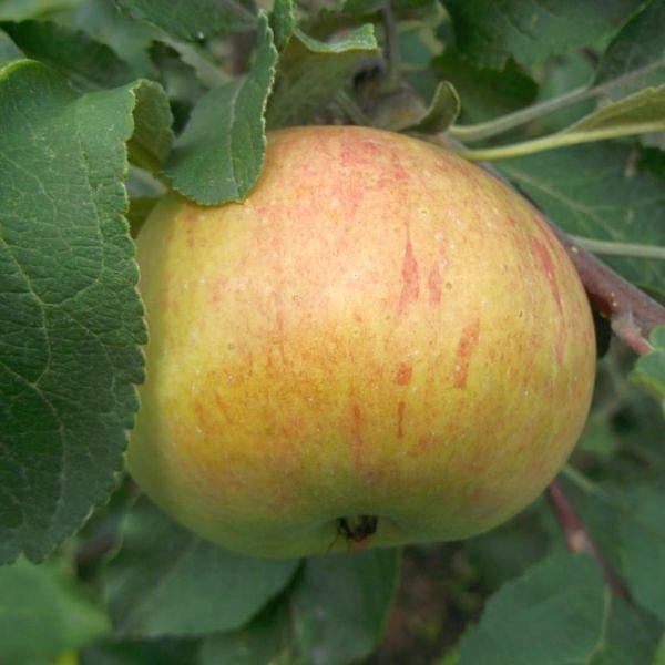 Яблоня домашняя 'Дочь коричного'