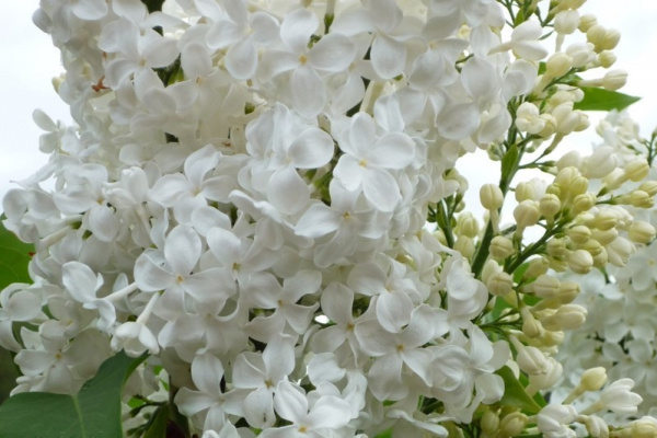 Сирень обыкновенная 'Комтесс Д' Аркур' (белая)