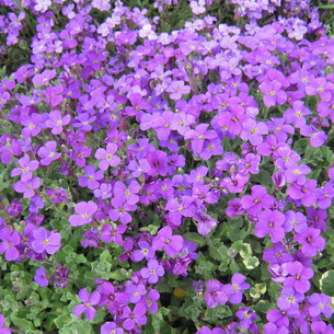 Аубриета культурная 'Доктор Мьюлз'