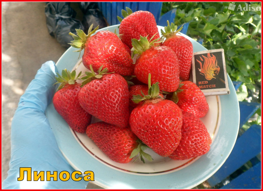 Земляника (клубника) 'Линоса'