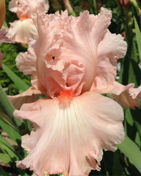 Ирис германский (бородатый) 'Беверли Силлс'