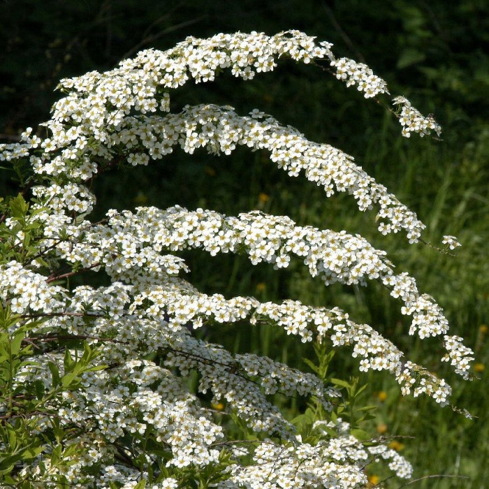 Спирея Аргута